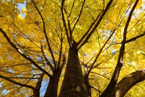 comp looking up DSC_7619-2